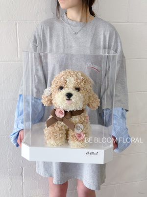 Toy Poodle