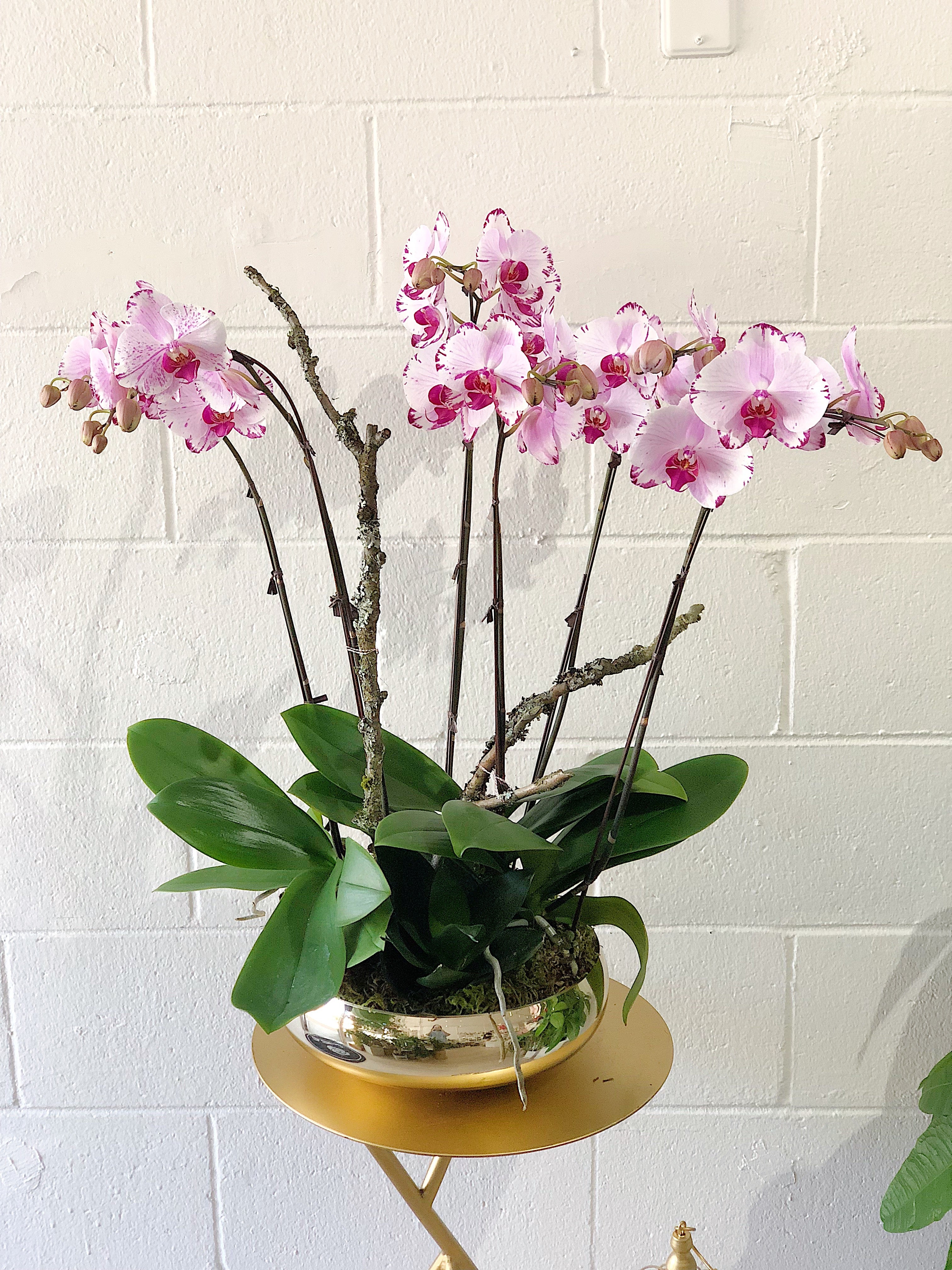 Gold Pot Orchids Placement