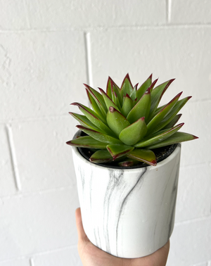 Single Pot Succulent
