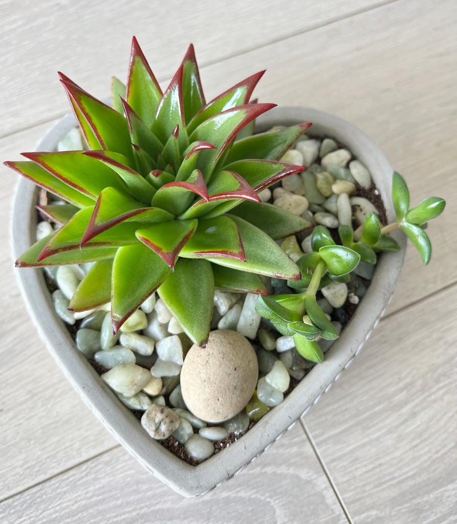 2 Pot Succulent Set