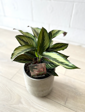 Plant in Concrete Pot