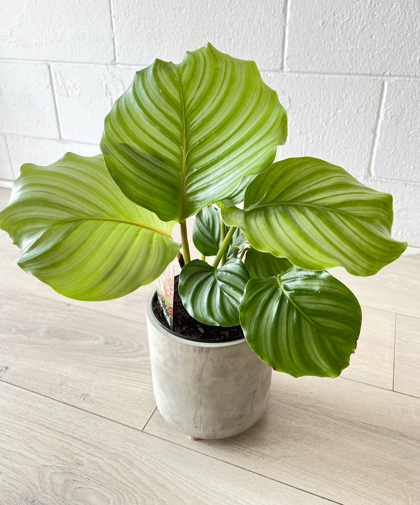 Plant in Concrete Pot