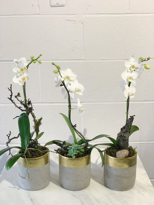 Gray Marble Single Orchid