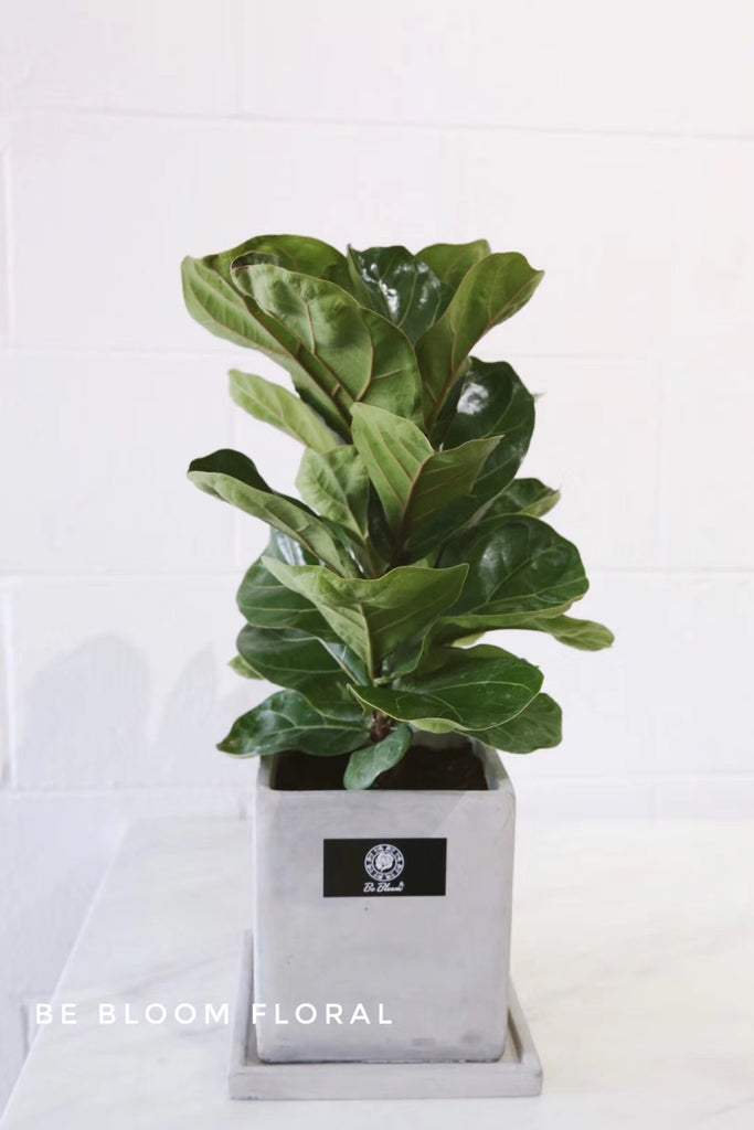 Ficus Tree