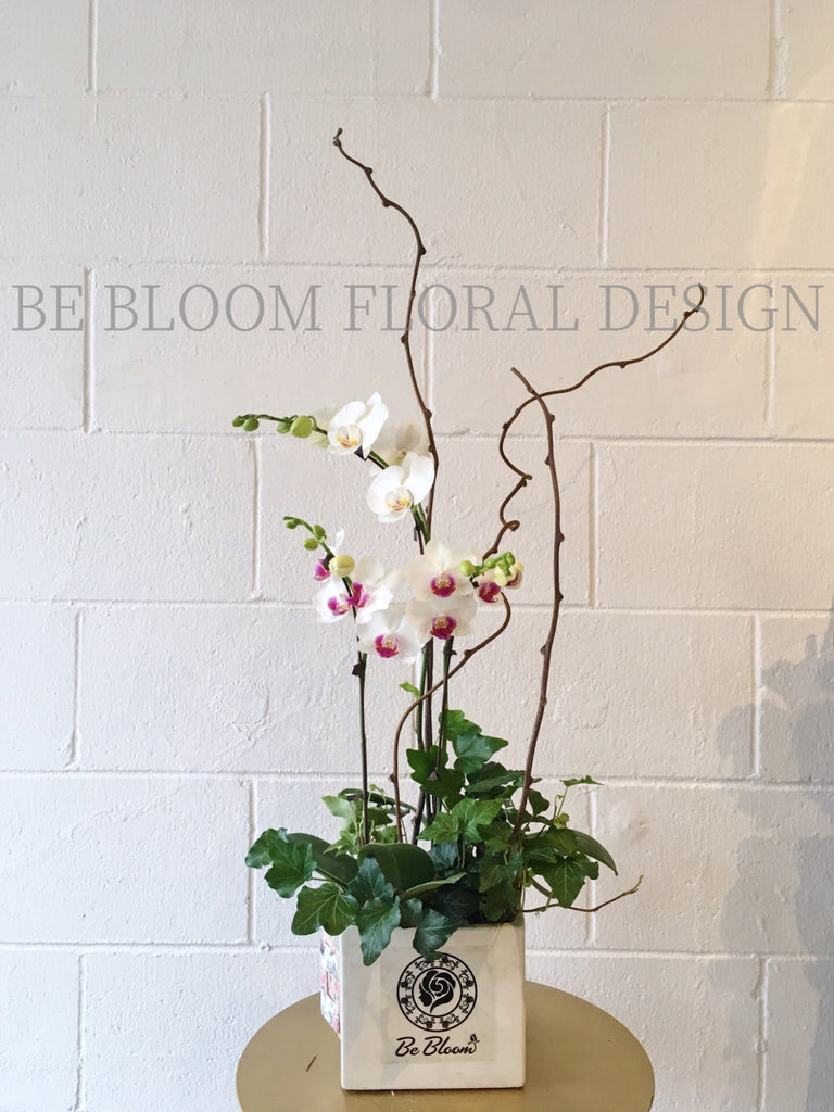 Mix Orchids Flower Pot A1