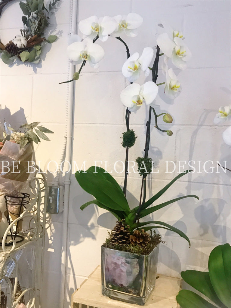 Orchids Silver  Pot A
