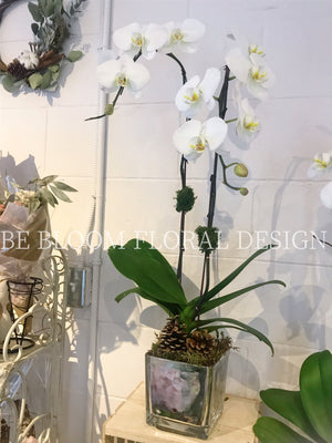 Orchids Silver  Pot A
