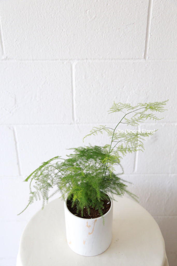 4'' Potted Plant