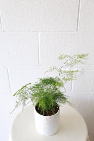 4'' Potted Plant