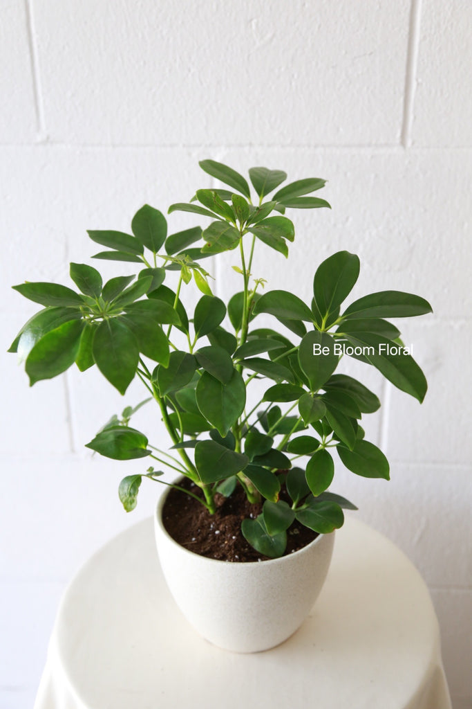 Potted Tropical Plants