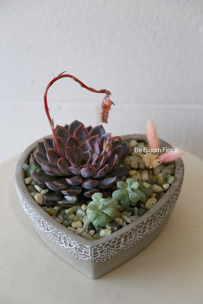 3 pot Succulent Set