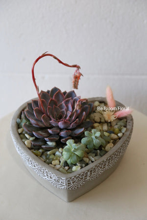 3 pot Succulent Set