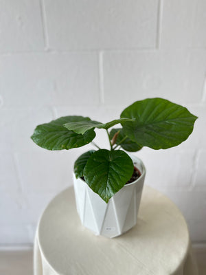 Potted Tropical Plants