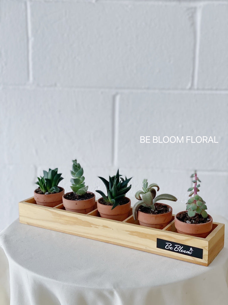 Succulents Set A