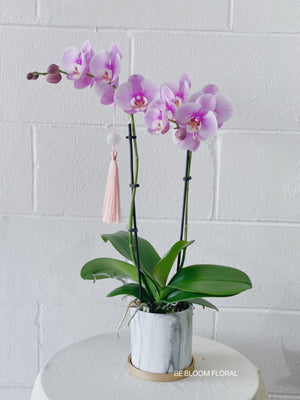 White Marble Orchid