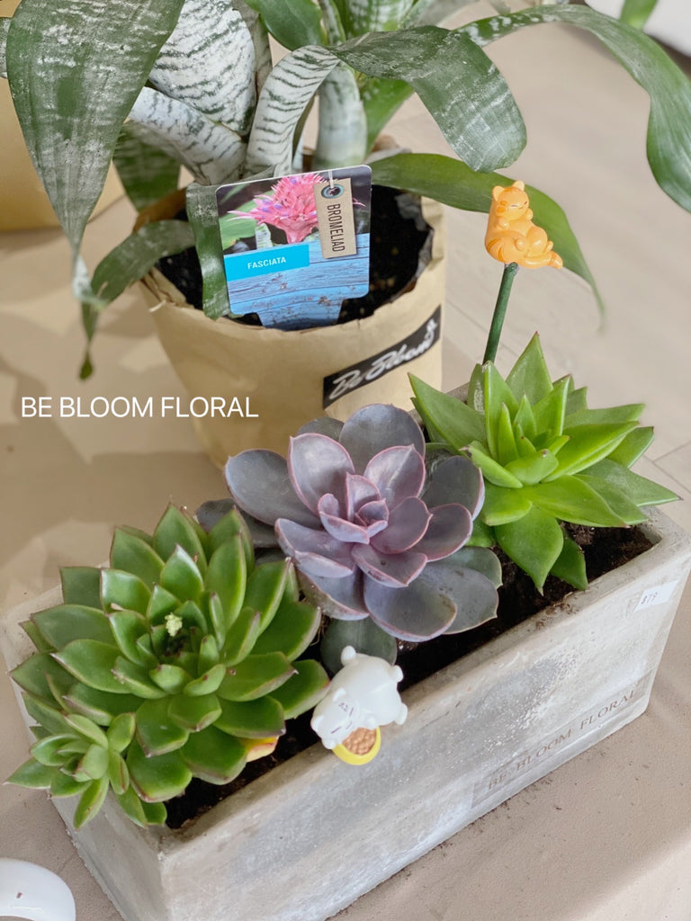 Succulent with Concrete Pots