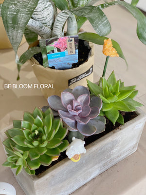 Succulent with Concrete Pots