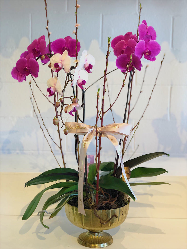 Congratulation Orchids- Gold Flower Pot