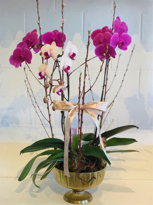Congratulation Orchids- Gold Flower Pot